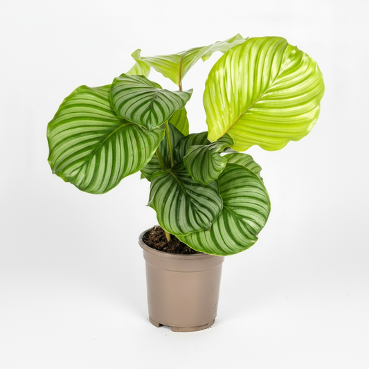 Calathea Orbifolia Ø17cm - ↕40 - 50cm