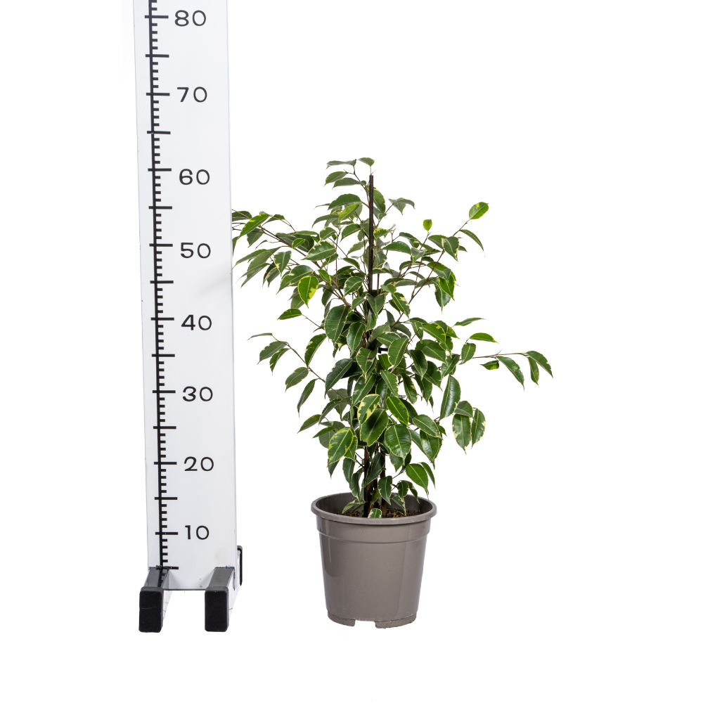 Ficus Benjamina Golden King Ø17cm - ↕60 - 80cm
