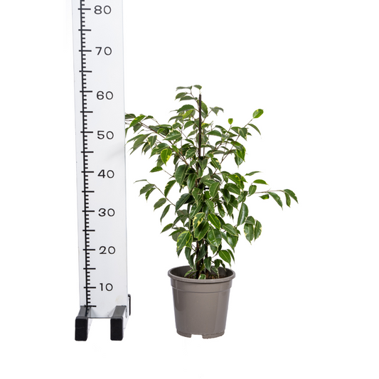 Ficus Benjamina Golden King Ø17cm - ↕60 - 80cm