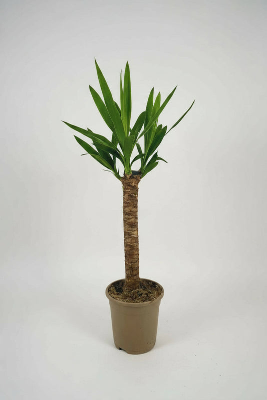 Yucca Elephantipes Ø17cm - ↕60 - 80cm
