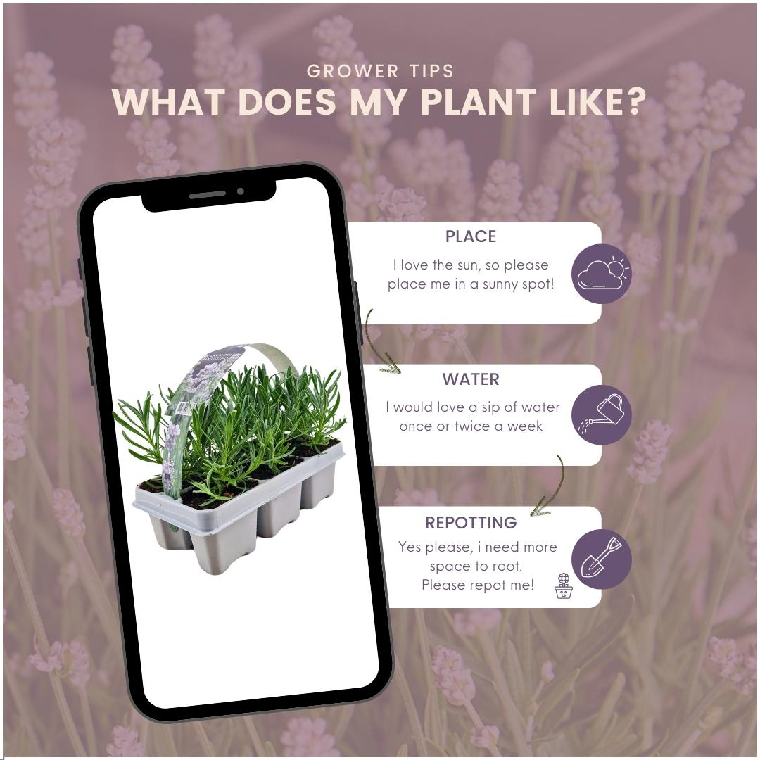 6 pack Lavendel angustifolia white - 6 x Ø7 cm - ↕15 cm