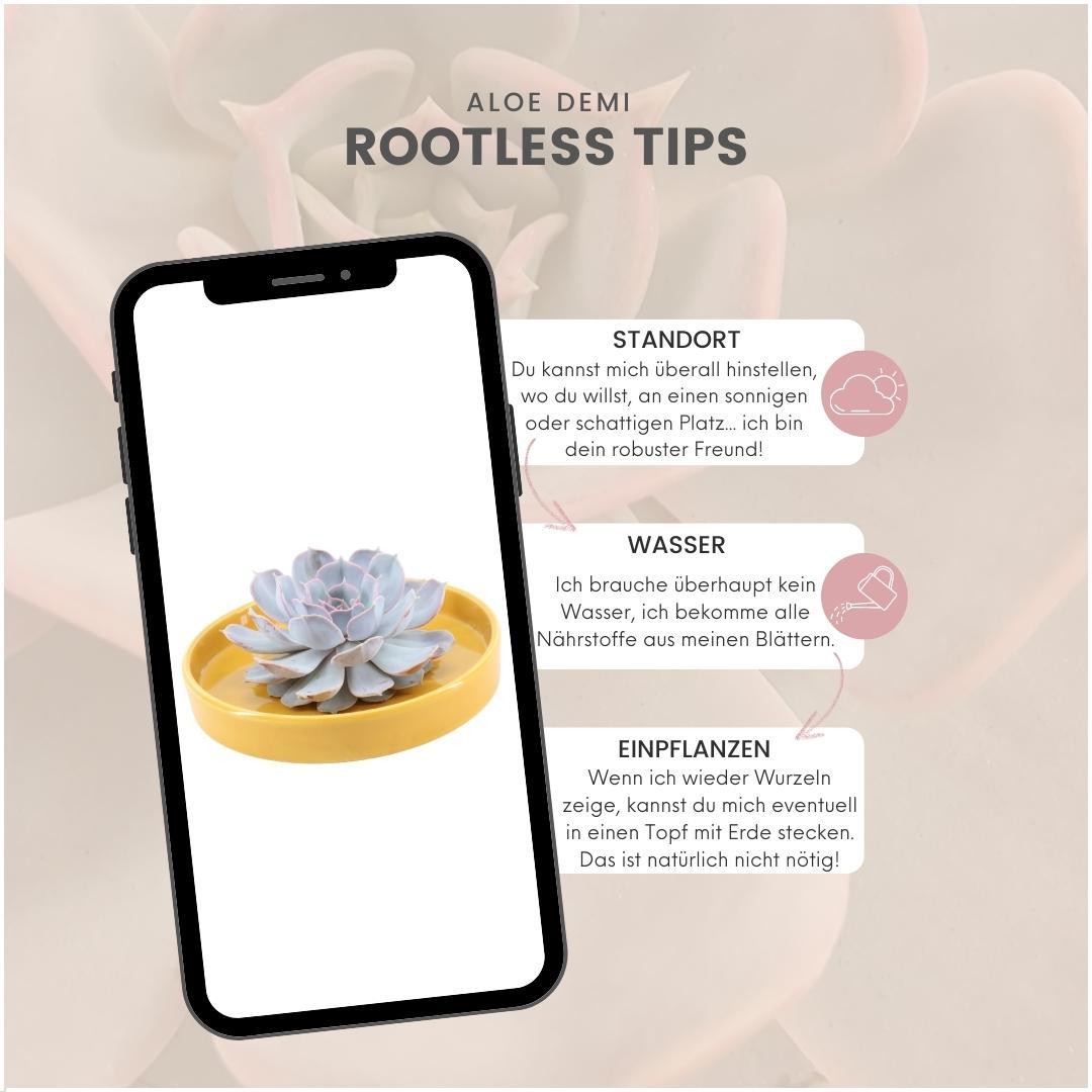 ROOTLESS Succulent Echeveria Lilacina in Schale 'gelb' Ø20 cm - ↕5 cm