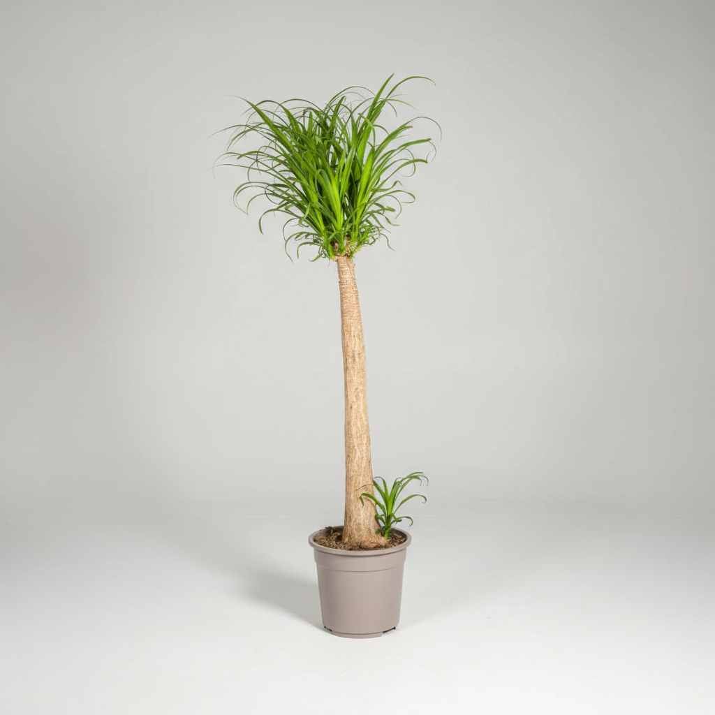 Beaucarnea Recurvata Stamm Ø27cm - ↕110 - 130cm