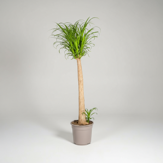 Beaucarnea Recurvata Stamm Ø27cm - ↕110 - 130cm