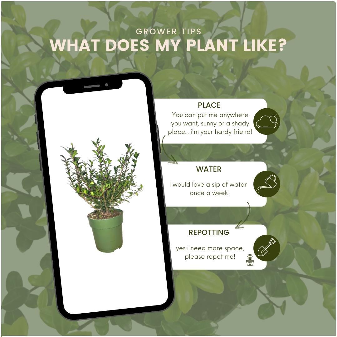 Plants by Frank - 1 Meter Stechpalmen Hecke - Ilex crenata 'Jenny'® - Pflanzenset mit 6 winterharten Heckenpflanzen - Immergrüne Hecke - Direkt von der Gärtnerei geliefert