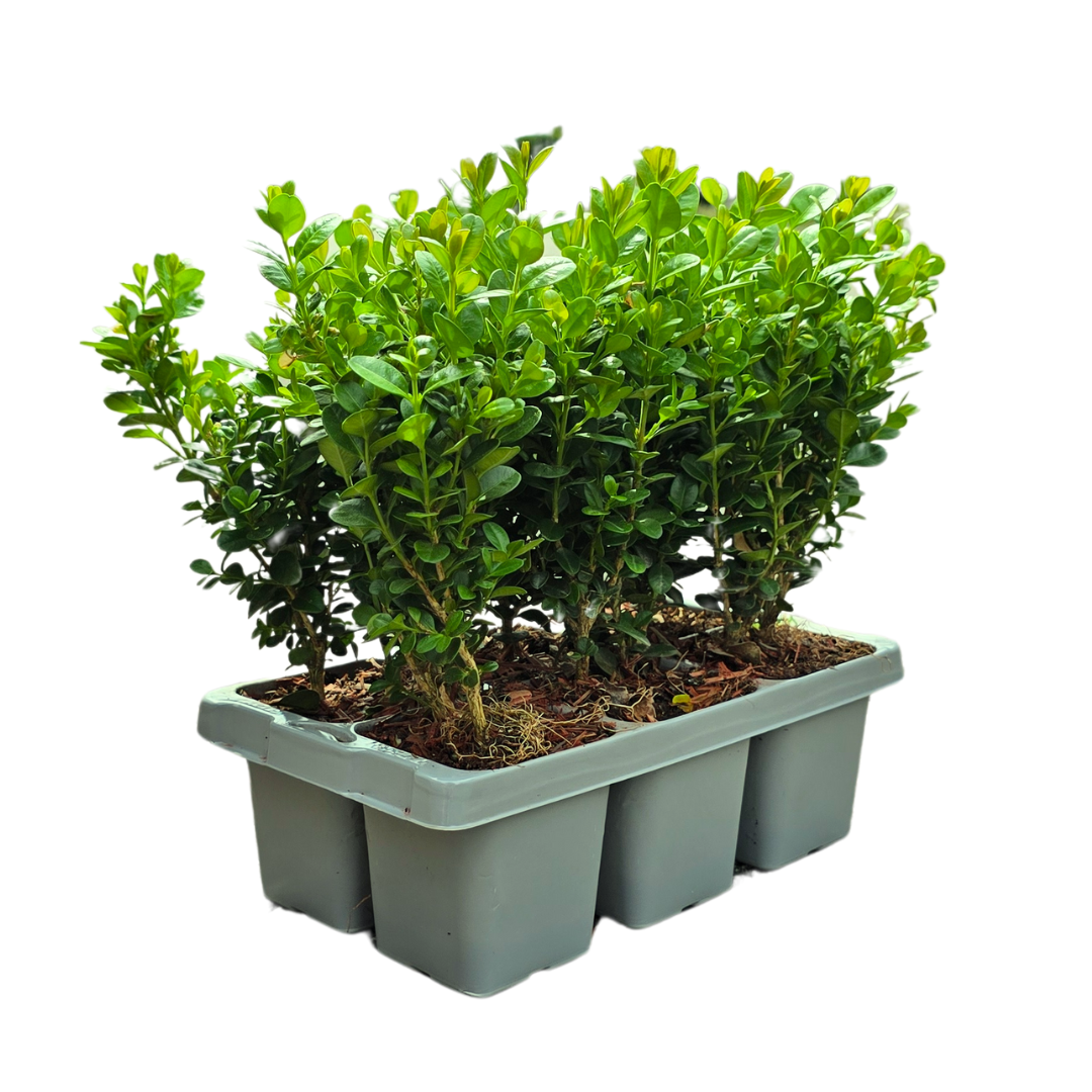 4 x 6er-Pack Buxus NewGen Freedom – Winterharte Immergrüne Sträucher 24 x Ø7 cm - ↕15 cm | Kompakter Buchsbaum