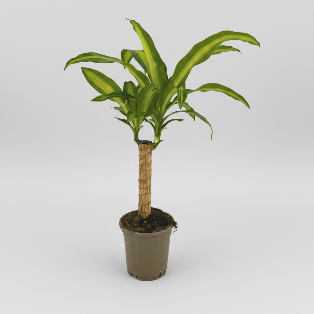 Dracaena Fragrans Massangeana Ø17cm - ↕60 - 80cm