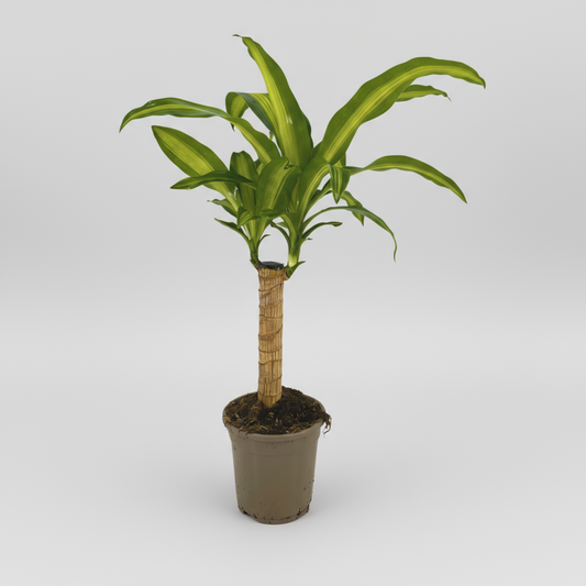 Dracaena Fragrans Massangeana Ø17cm - ↕60 - 80cm