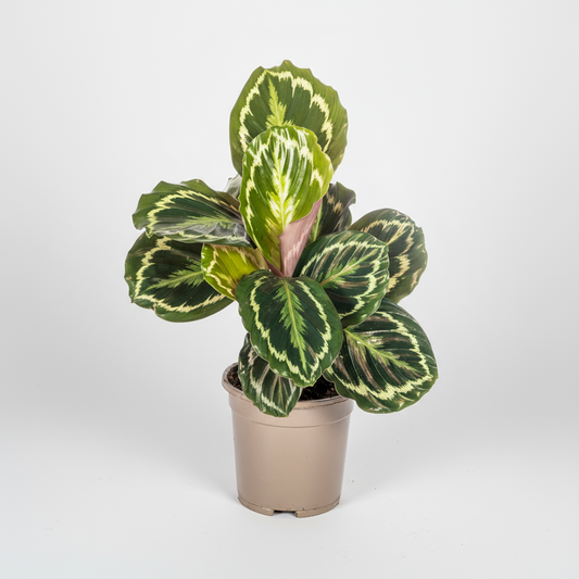 Calathea Medallion Ø17cm - ↕40 - 50cm