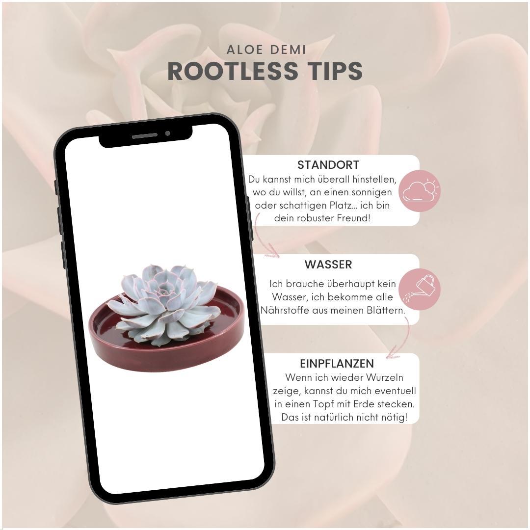 ROOTLESS Succulent Echeveria Lilacina in Schale 'rot' Ø20 cm - ↕5 cm