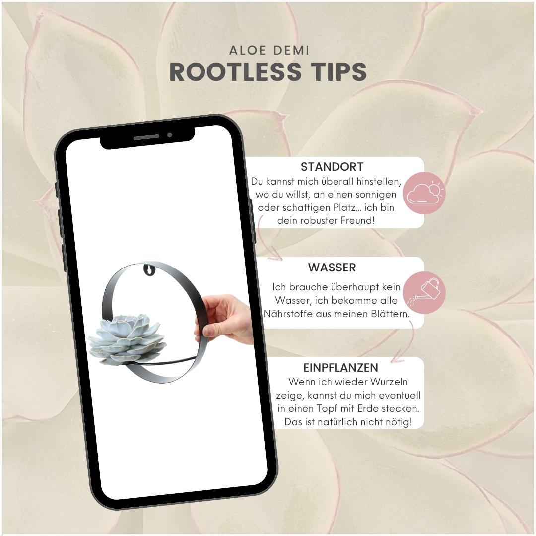 ROOTLESS Succulent Echeveria Lilacina auf Wanddeko Ring schwarz Ø20 cm - ↕20 cm