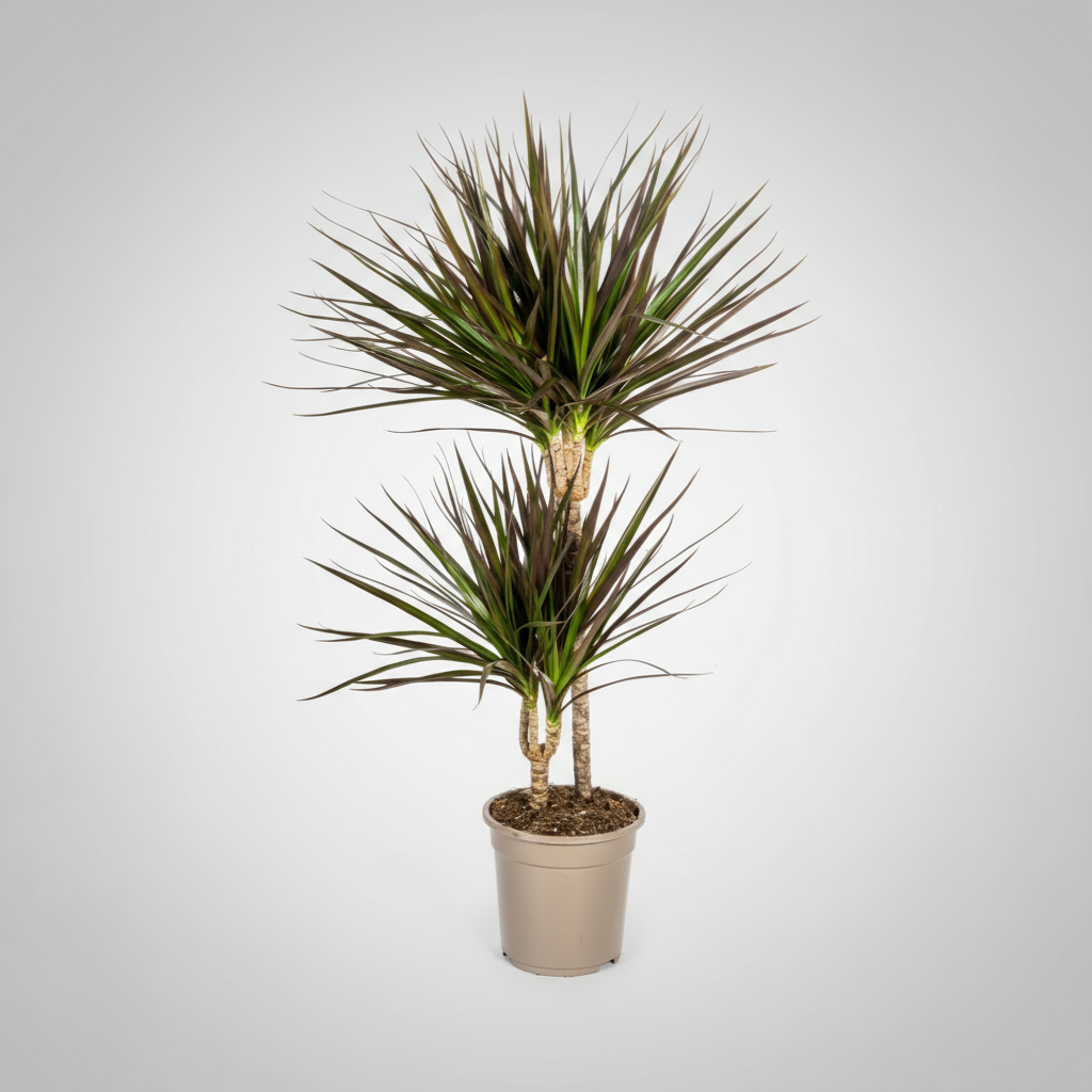 Dracaena Marginata Magenta Ø19cm - ↕70-90cm