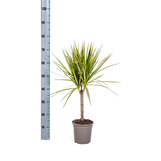 Dracaena Marginata Sunray Ø17cm - ↕60 - 80cm