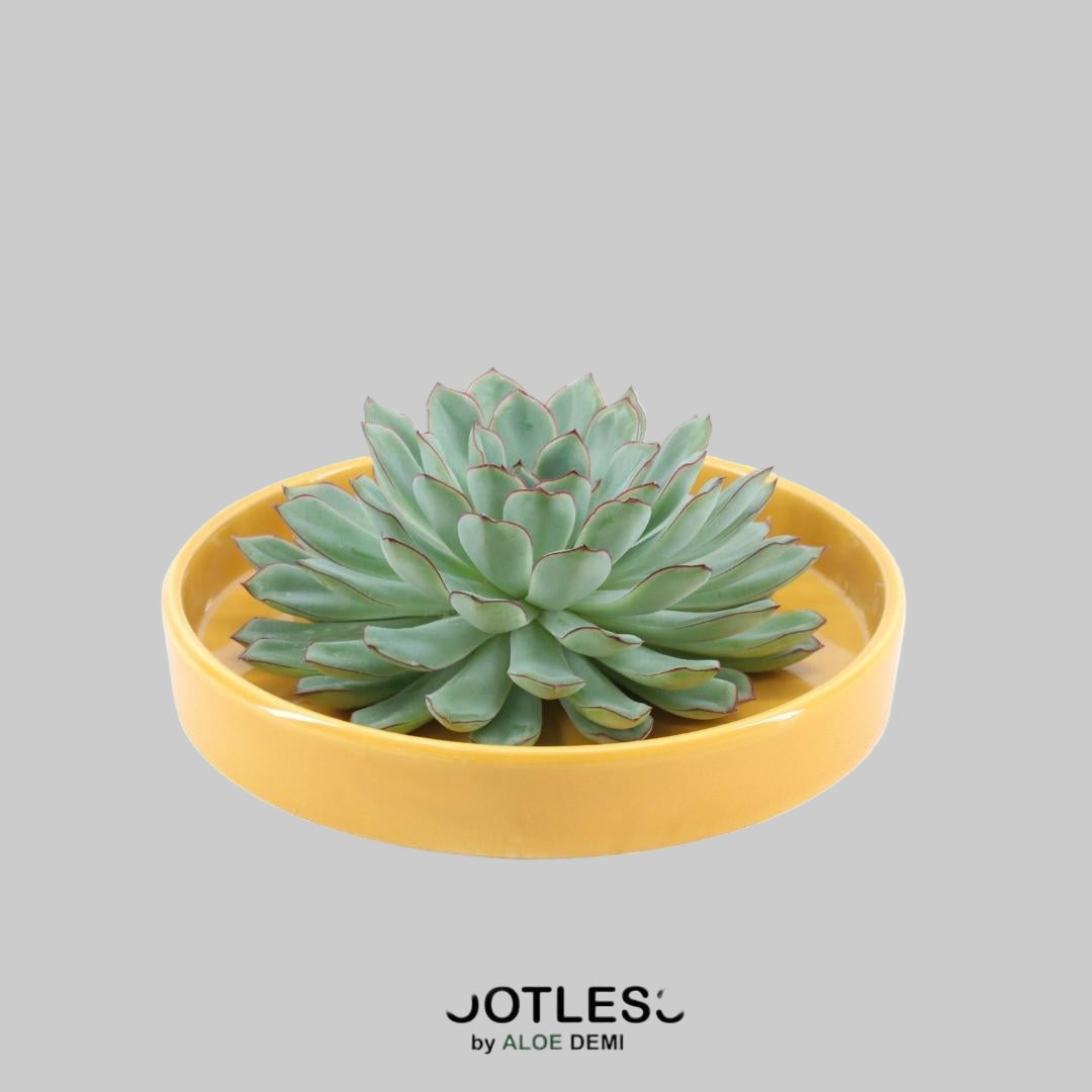 ROOTLESS Succulent Echeveria Pulidonis in Schale 'gelb' Ø20 cm - ↕5 cm