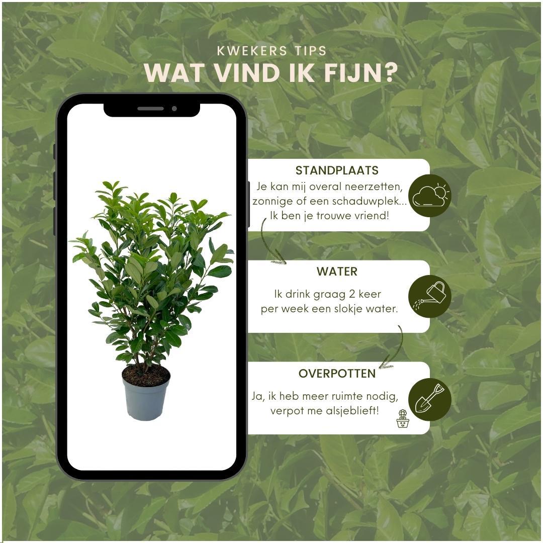 Große Kirschlorbeer Pflanzen Rotundifolia für 10 laufende Meter Hecken | - 15L - 20x | ↨ 125-150 cm