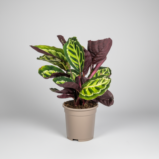 Calathea Roseopicta Ø17cm - ↕40 - 50cm