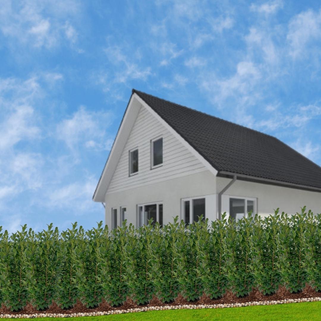 Große Kirschlorbeer Pflanzen Rotundifolia für 10 laufende Meter Hecken | - 15L - 20x | ↨ 125-150 cm