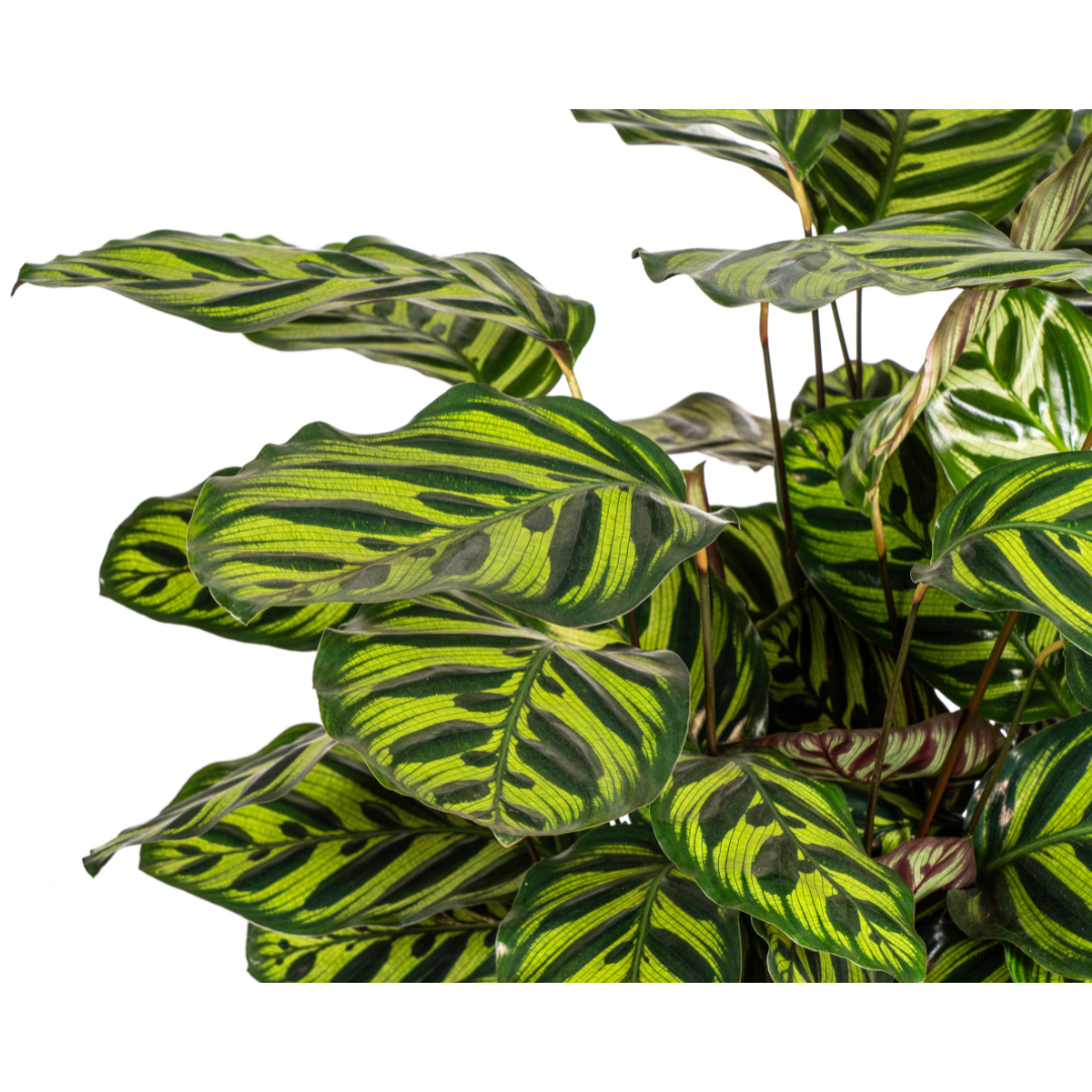 Calathea Makoyana Ø27cm - ↕60 - 80cm