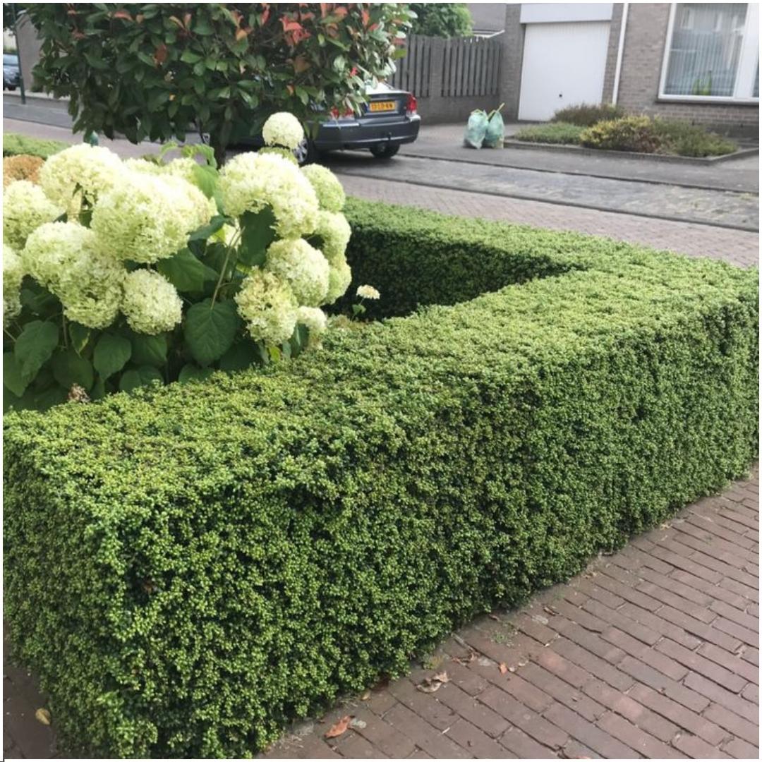 Plants by Frank - 1 Meter Stechpalmen Hecke - Ilex crenata 'Jenny'® - Pflanzenset mit 6 winterharten Heckenpflanzen - Immergrüne Hecke - Direkt von der Gärtnerei geliefert