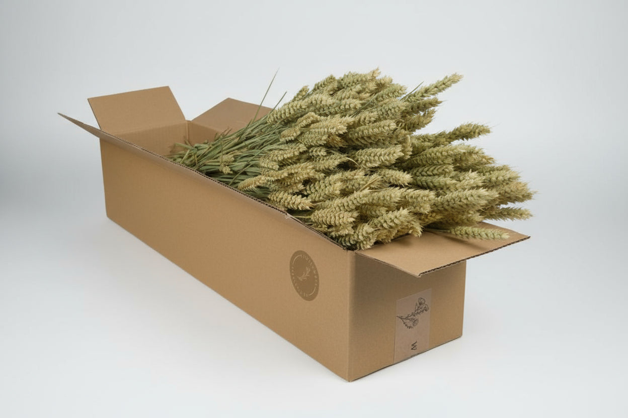 Getrocknete Blumen - Tarwe (Triticum) - Natural - 4 Gebüsch - ↕60cm